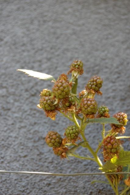 Himbeeren Und Kirsche Klockerei Blog himbeeren-und-kirsche-klockerei-blog