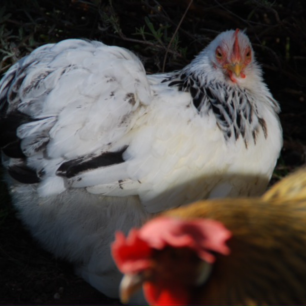 Wie ein Formel 1 Bolide Klockerei Blog