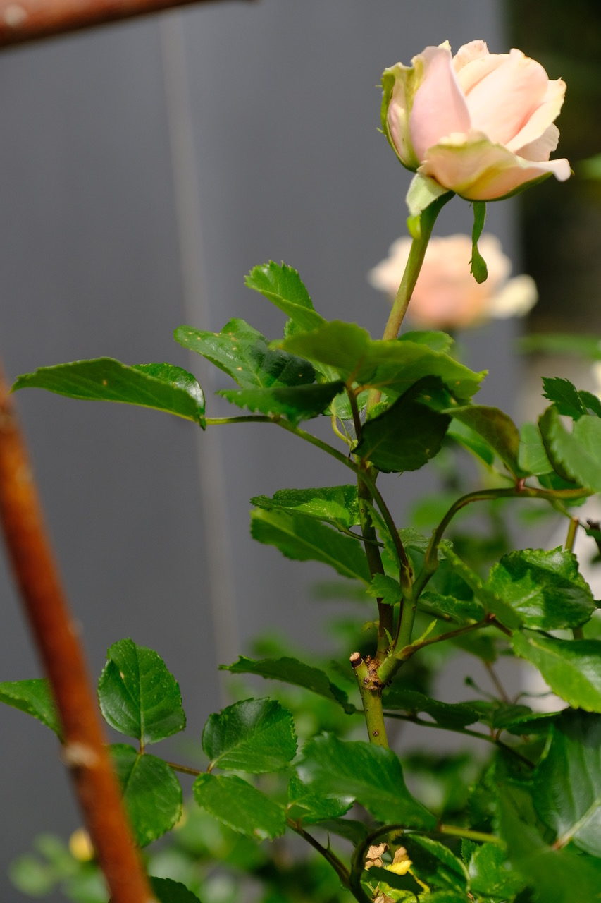 rosen-tanzen-durchs-leben-klockerei-blog